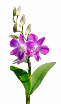 beautiful pink bouquet orchids flower and leaves on isolated background