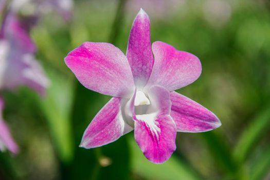 beautiful pink orchids flower with leaf green background in farm