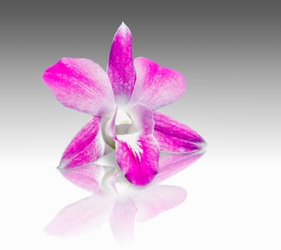 beautiful pink orchids flower with reflect shadow on glass floor and gray background