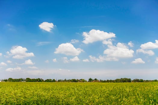 young rice farm with blue sky on bright day, rice agriculture