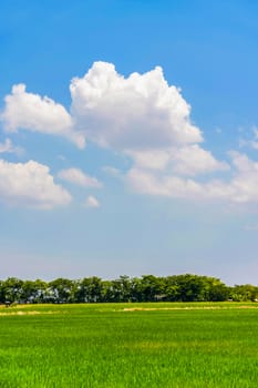 young rice farm with blue sky on bright day, rice agriculture