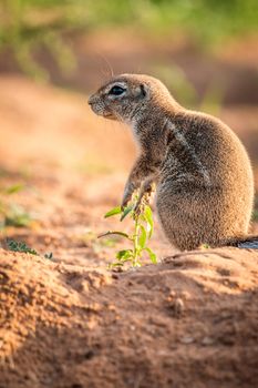 Side profile of a Ground squirrel in the Kgalagadi Transfrontier Park, South Africa.