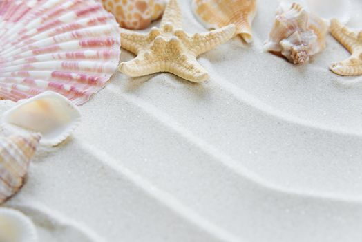 Beautiful frame of clams and starfishes on the background of wavy sea sand