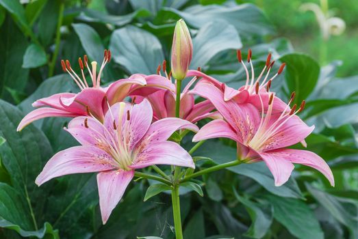 Beautiful large flowers of pink  lilies outdoors close-up