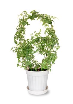 Jasmine multiflorum in plastic flower pot on a white background