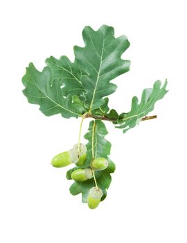 Oak branch with green leaves and acorns isolated on a white background