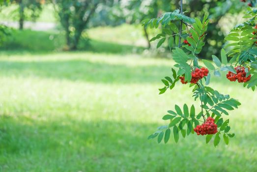 Blurred abstract natural background with rowan branch with ripe berries and beautiful bokeh