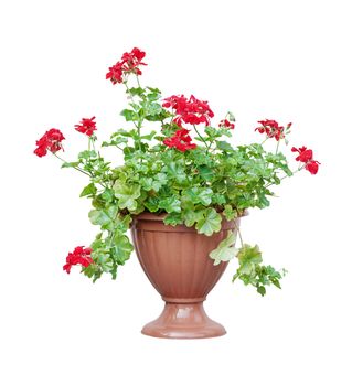 Home plant red geranium (ore cranesbill, ore pelargonium) in a brown flowerpot, isolated on white background