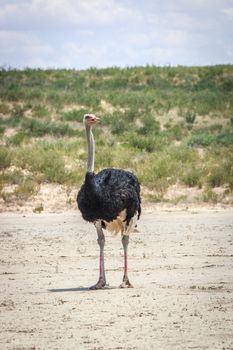 Male Ostrich starring at the camera in the Kgalagadi Transfrontier Park, South Africa.