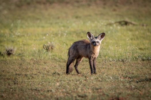 Bat-eared fox starring at the camera in the Kgalagadi Transfrontier Park, South Africa.