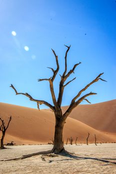 Dead tree in the Sossusvlei desert, Namibia.