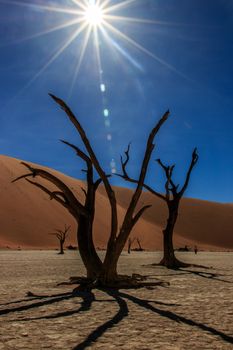 Dead tree in the Sossusvlei desert, Namibia.