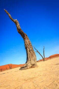 Dead tree in the Sossusvlei desert, Namibia.