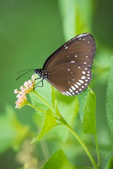 Beautiful butterfly perched on a flower. Insect Animals.