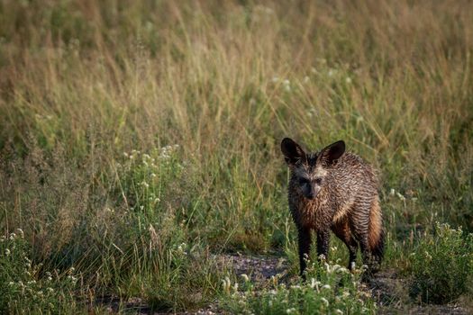 Bat-eared fox standing in the grass in the Central Kalahari, Botswana.