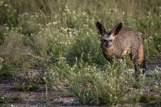 Bat-eared fox standing in the grass in the Central Kalahari, Botswana.