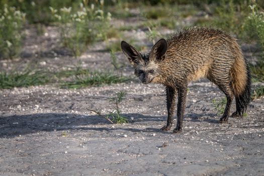 Bat-eared fox starring at the camera in the Central Kalahari, Botswana.