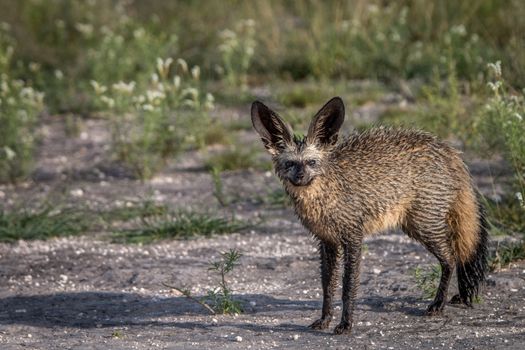 Bat-eared fox starring at the camera in the Central Kalahari, Botswana.