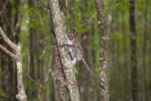 Monkey lives in a natural forest of Thailand
