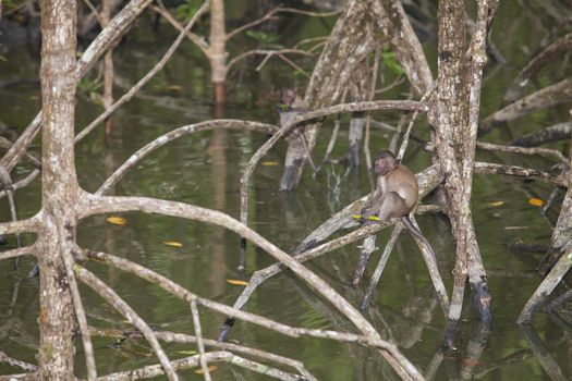 Monkey lives in a natural forest of Thailand