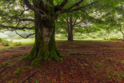 Beech with moss in a misty morning
