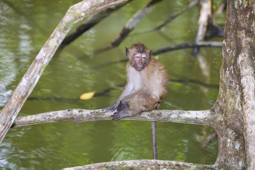  Monkey lives in a natural forest of Thailand,