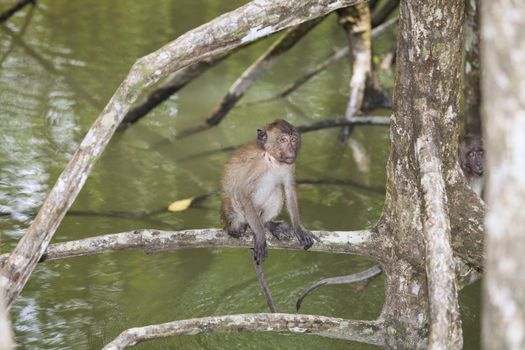 Monkey lives in a natural forest of Thailand