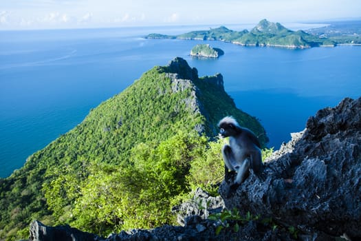 Amazing summer landscape with mountains sea blue sky sun and beautiful,Viewpoint Prachuap Bay.The dusky leaf monkey, spectacled langur, or spectacled leaf monkey.