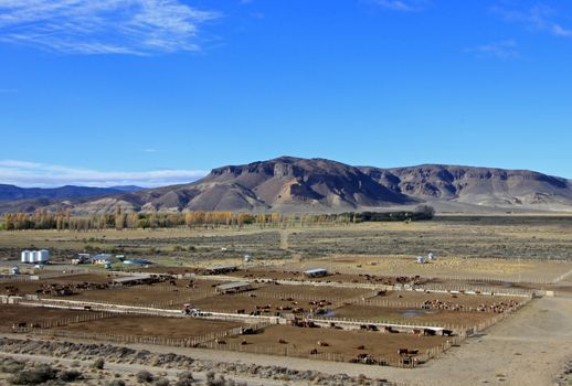 Huge cow farm, Chubut valley, Patagonia Argentina
