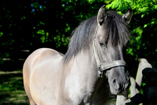 Horse with gray or mouse coat standing on a free run