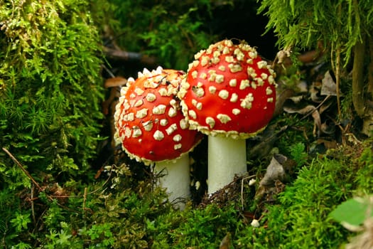 Fly Agaric or red poisonous mushroom in the wood