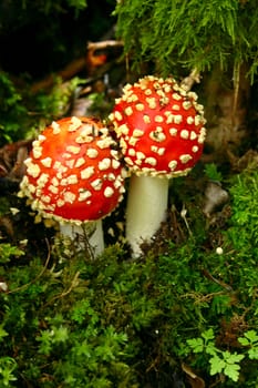 Fly Agaric or red poisonous mushroom in the wood