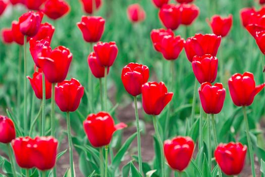 Closeup shot of red tulips flowers background