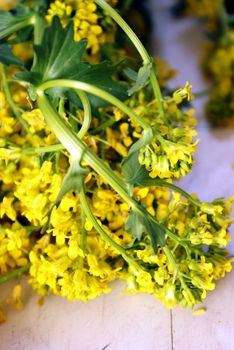 A closeup of some freshly picked Yellow Rocketcress, Barbarea Vulgaris, belonging to the mustard family of herbs.