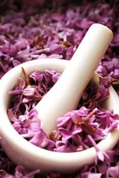 Heaps of Lilac flower petals being processed for herbal substrates and extractions.