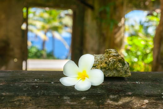 Focus on delicate white frangipani flower on window sill of abandoned remains of old home with tropical view through window in Niue.