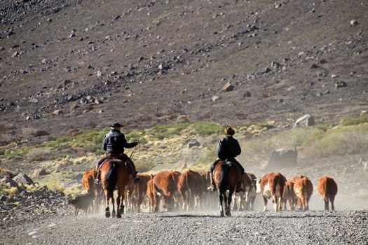 Gauchos and herd of cows, Patagonia, Argentina