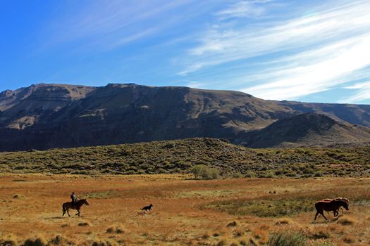 Gauchos and herd of cows, Patagonia, Argentina