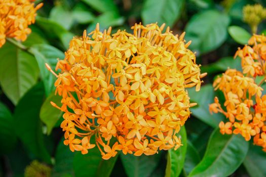 beautiful bouquet orange ixoras flower, West Indian Jasmine flower on it's plant
