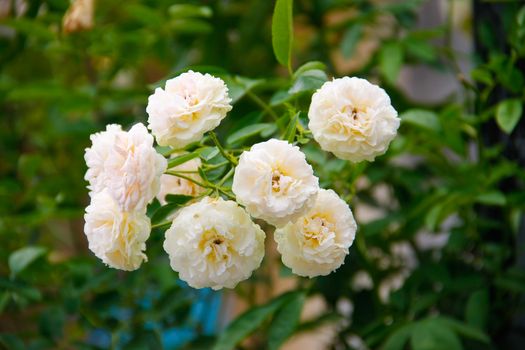 beautiful soft of panicle white rose on rose plant