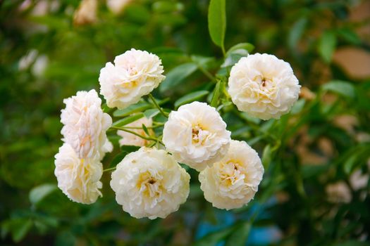 beautiful soft of panicle white rose on rose plant