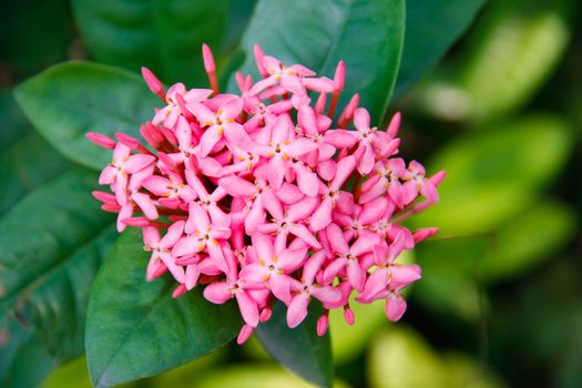 beautiful pink ixoras flower, West Indian Jasmine flower on it's plant