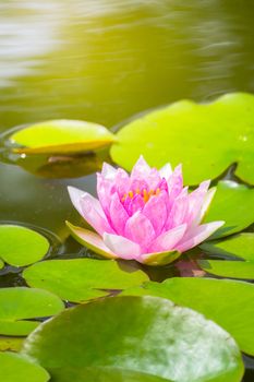 Lotus flowers blooming on the pond in summer