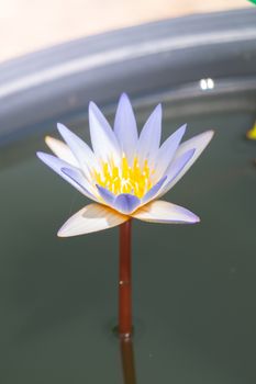 Lotus flowers blooming on the pond in summer