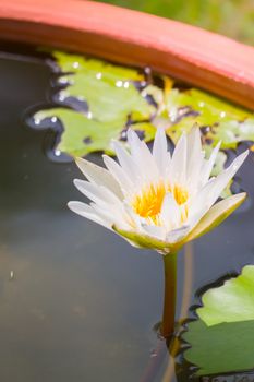 Lotus flowers blooming on the pond in summer