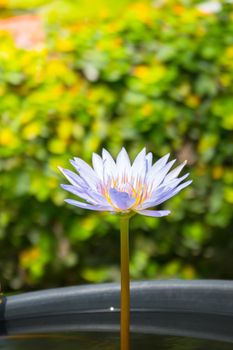 Lotus flowers blooming on the pond in summer