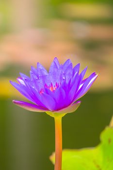 Lotus flowers blooming on the pond in summer