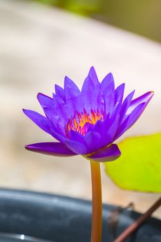 Lotus flowers blooming on the pond in summer