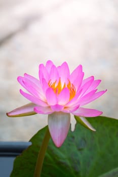 Lotus flowers blooming on the pond in summer