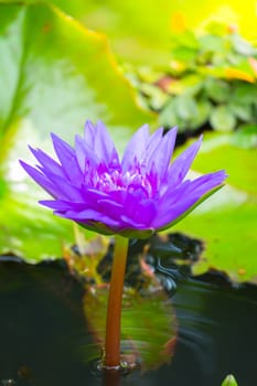 Lotus flowers blooming on the pond in summer